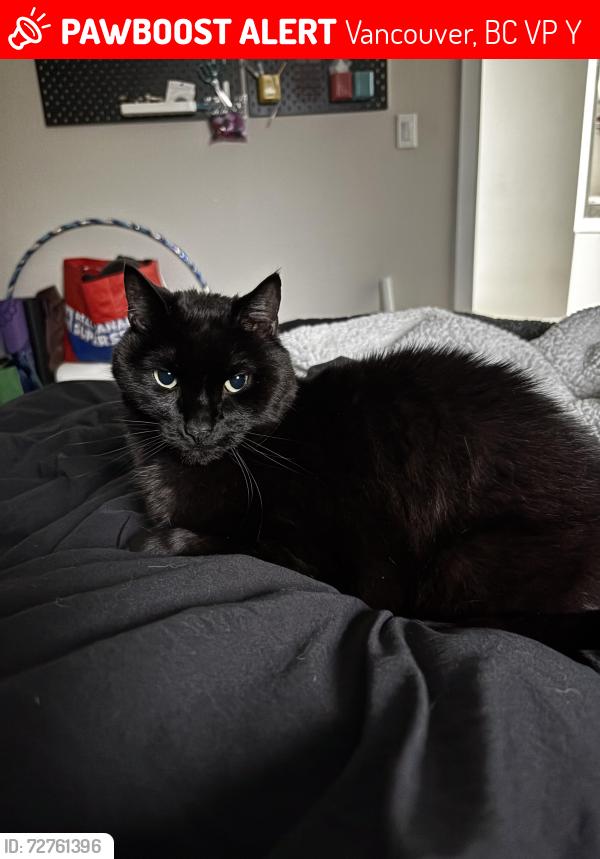 Lost Male Cat last seen Lanark, 47 ave, Vancouver, BC V5P 2Y8