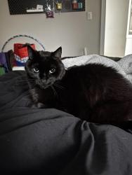 Lost Male Cat last seen Lanark, 47 ave, Vancouver, BC V5P 2Y8