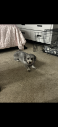Lost Female Dog last seen Lost off of bear creek and i35, Glenn Heights, TX 75154