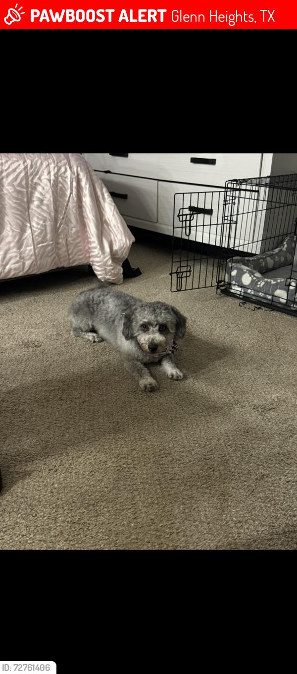 Lost Female Dog last seen Lost off of bear creek and i35, Glenn Heights, TX 75154