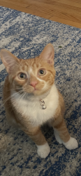 Lost Male Cat last seen 41st Ave SE, Everett, WA 98208