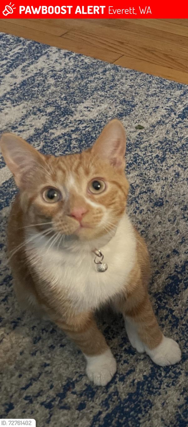 Lost Male Cat last seen 41st Ave SE, Everett, WA 98208