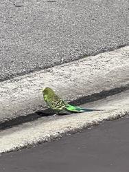 Found/Stray Unknown Bird last seen Maplewood, Coral Springs, FL 33071
