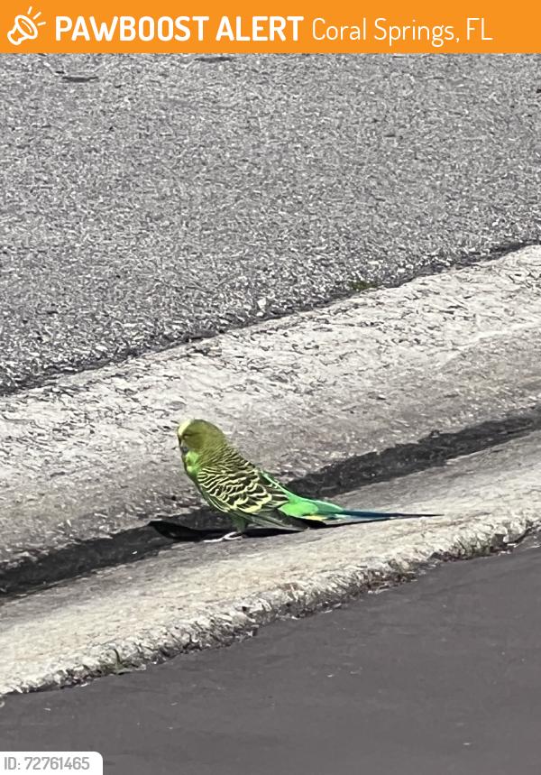 Found/Stray Unknown Bird last seen Maplewood, Coral Springs, FL 33071
