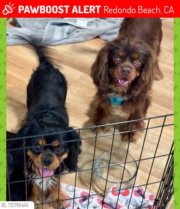Lost Male Dog last seen Guadalupe & Torrance Blvd., Redondo Beach, CA 90277