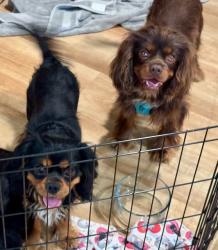 Lost Male Dog last seen Guadalupe & Torrance Blvd., Redondo Beach, CA 90277