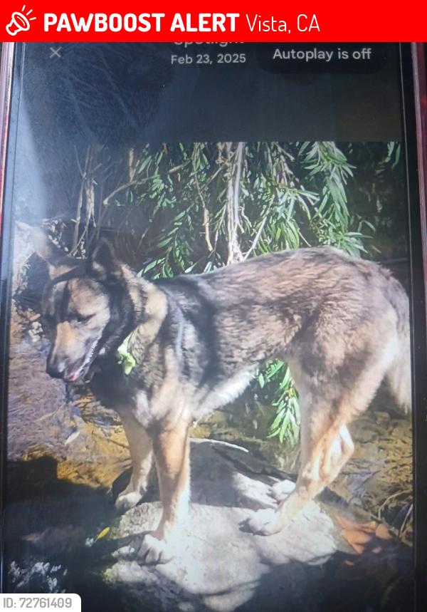Lost Male Dog last seen Hacienda Drive by In-N-Out Burger, Vista, CA 92083