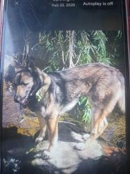 Lost Male Dog last seen Hacienda Drive by In-N-Out Burger, Vista, CA 92083