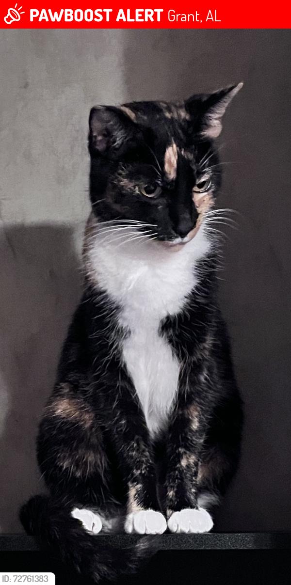 Lost Female Cat last seen Simpson Point Road, Marshall County, AL 35747