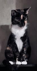 Lost Female Cat last seen Simpson Point Road, Marshall County, AL 35747