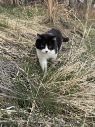 Found/Stray Unknown Cat last seen Near Granite Peak Dr Colorado Springs, CO  80923 United States, Colorado Springs, CO 80923