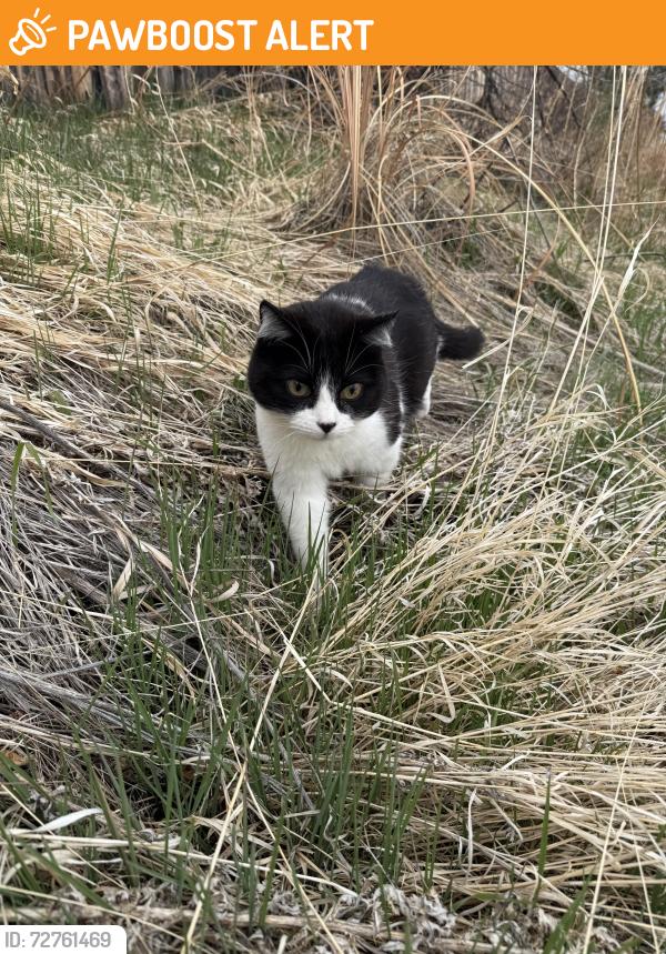 Found/Stray Unknown Cat last seen Near Granite Peak Dr Colorado Springs, CO  80923 United States, Colorado Springs, CO 80923