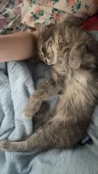 Lost Female Cat last seen Near bethel church rd , Franklin, NC 28734