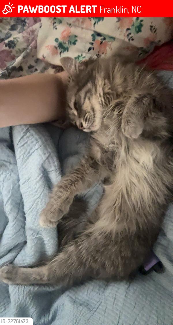 Lost Female Cat last seen Near bethel church rd , Franklin, NC 28734
