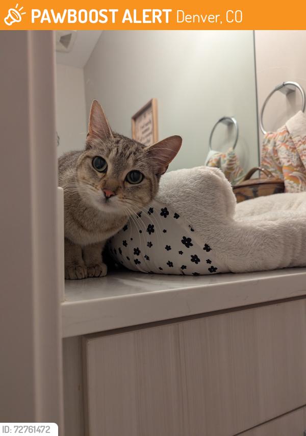 Found/Stray Female Cat last seen Perry Street Station, Denver, CO 80204