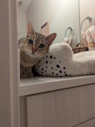 Found/Stray Female Cat last seen Perry Street Station, Denver, CO 80204