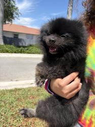 Found/Stray Male Dog last seen Near , Naranja, FL 33032