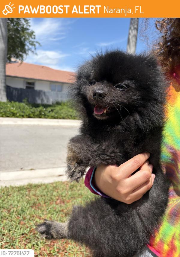 Found/Stray Male Dog last seen Near , Naranja, FL 33032