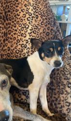 Lost Male Dog last seen NW 50th and Independence , Oklahoma City, OK 73112