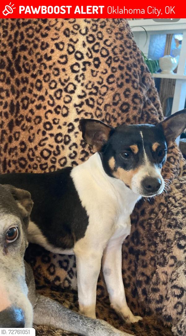 Lost Male Dog last seen NW 50th and Independence , Oklahoma City, OK 73112