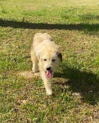 Found/Stray Female Dog last seen Huldah Church , Asheboro, NC 27205