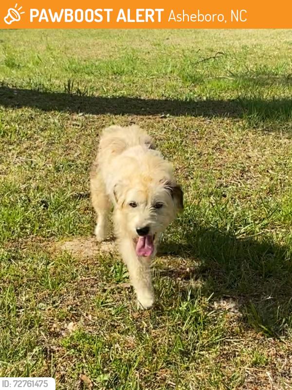 Found/Stray Female Dog last seen Huldah Church , Asheboro, NC 27205