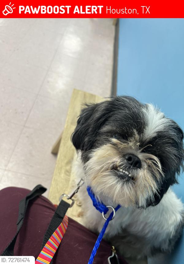 Lost Male Dog last seen Fawnridge Dr and elbert st , Houston, TX 77028