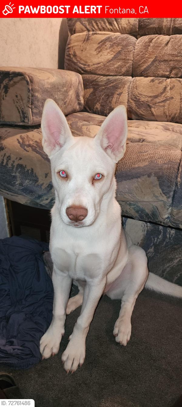 Lost Female Dog last seen Fontana , Fontana, CA 92335