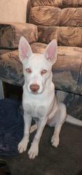 Lost Female Dog last seen Fontana , Fontana, CA 92335