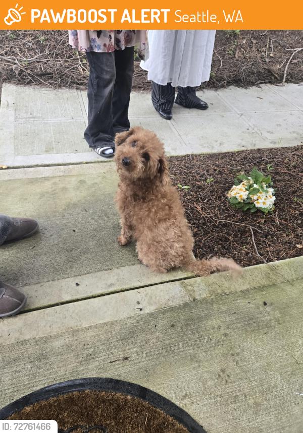 Found/Stray Male Dog last seen S. Director St & 8th Ave S, South Park Seattle, Seattle, WA 98108
