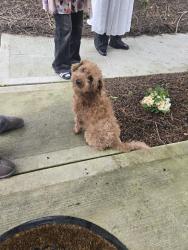 Found/Stray Male Dog last seen S. Director St & 8th Ave S, South Park Seattle, Seattle, WA 98108