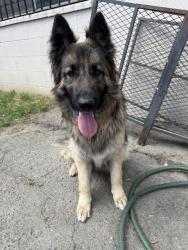 Found/Stray Female Dog last seen East School and north garden st, Visalia, CA 93292