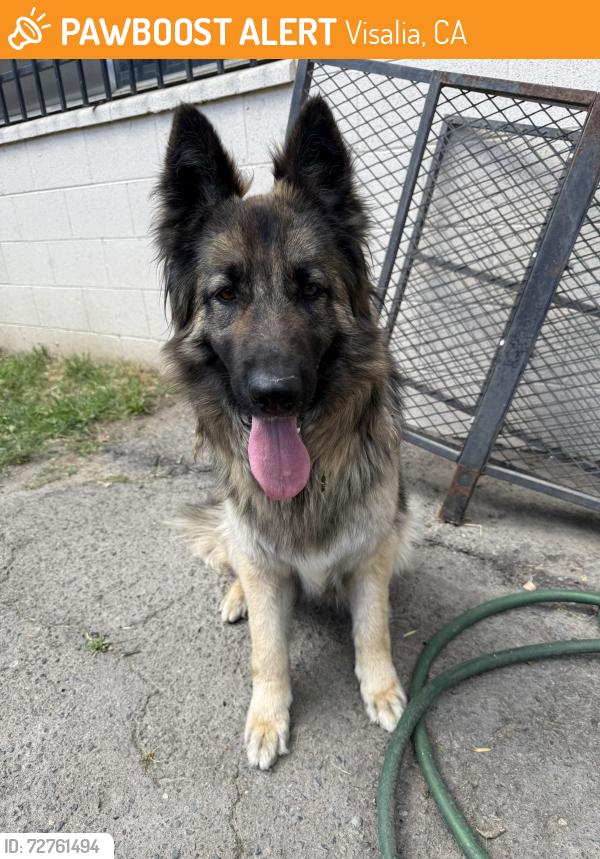 Found/Stray Female Dog last seen East School and north garden st, Visalia, CA 93292