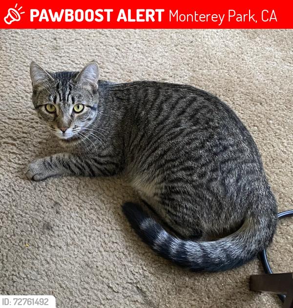Lost Male Cat last seen Between New Ave and N Orange on man Abe, Monterey Park, CA 91755