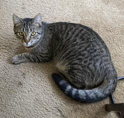 Lost Male Cat last seen Between New Ave and N Orange on man Abe, Monterey Park, CA 91755