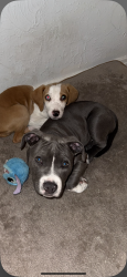 Lost Male Dog last seen Colonial ave harvester on lakeshore , Jacksonville, FL 32210