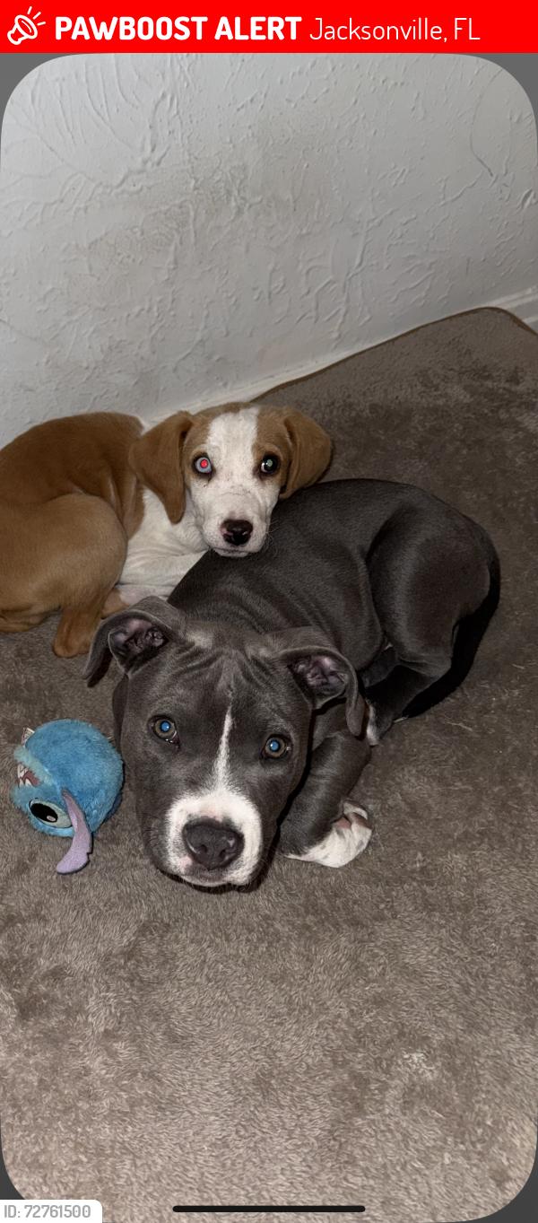 Lost Male Dog last seen Colonial ave harvester on lakeshore , Jacksonville, FL 32210