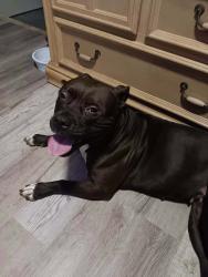 Lost Female Dog last seen Micky street, Cincinnati, OH 45214