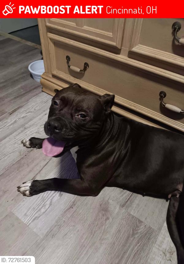 Lost Female Dog last seen Micky street, Cincinnati, OH 45214