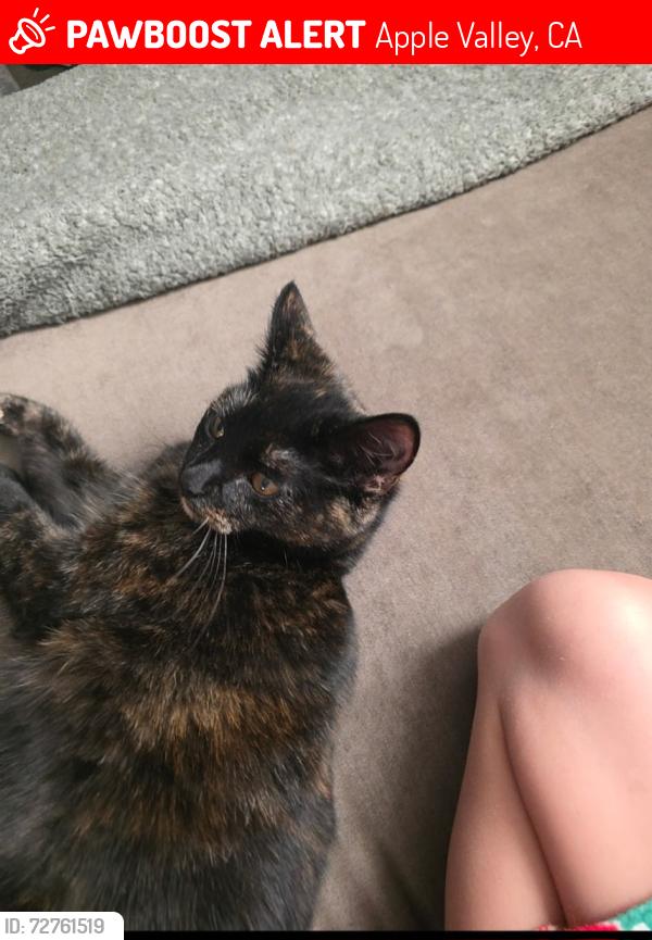 Lost Female Cat last seen Pimlico, Apple Valley, CA 92308