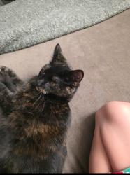 Lost Female Cat last seen Pimlico, Apple Valley, CA 92308