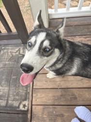 Reunited Male Dog last seen Near Jacksboro Hwy, Fort Worth, TX 76135, USA, Fort Worth, TX 76135