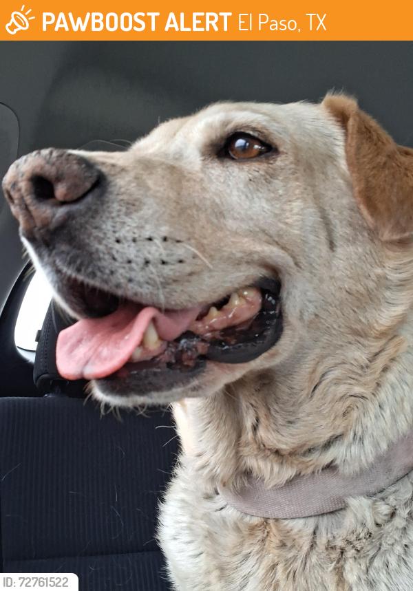 Found/Stray Female Dog last seen Montana , El Paso, TX 79925