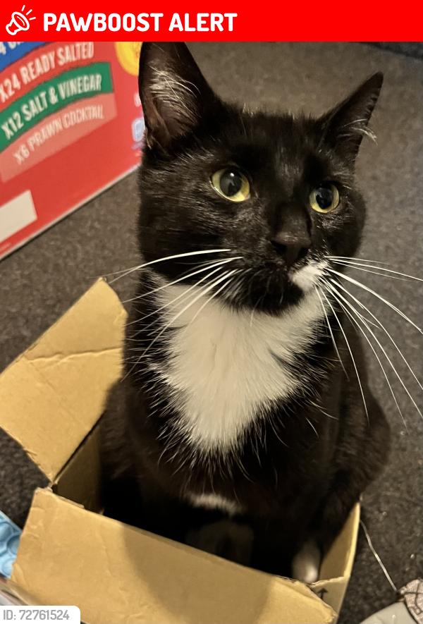 Lost Male Cat last seen B338ew, West Midlands, England B33 8EW