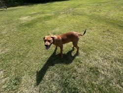 Found/Stray Male Dog last seen Brocton Drive, Fayetteville, NC 28303
