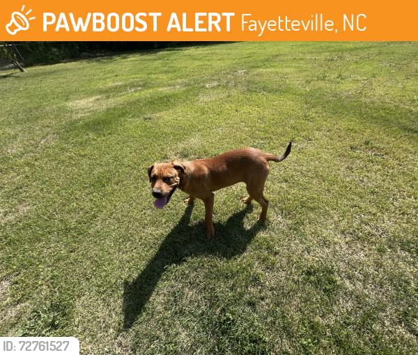 Found/Stray Male Dog last seen Brocton Drive, Fayetteville, NC 28303