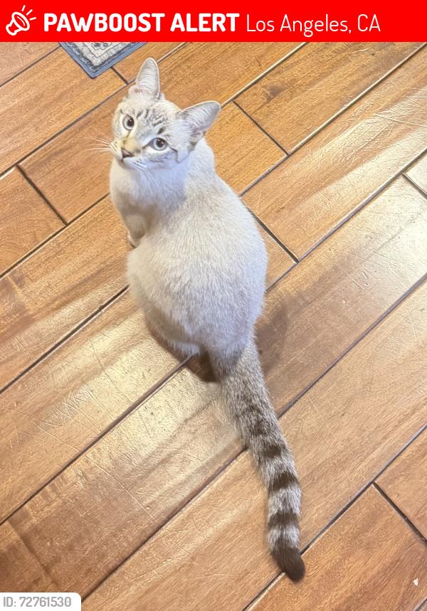 Lost Female Cat last seen Chadwick Circle, very top of hill, Los Angeles, CA 90032