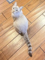 Lost Female Cat last seen Chadwick Circle, very top of hill, Los Angeles, CA 90032
