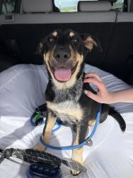 Found/Stray Male Dog last seen Foster Park, Fort Worth, TX 76109