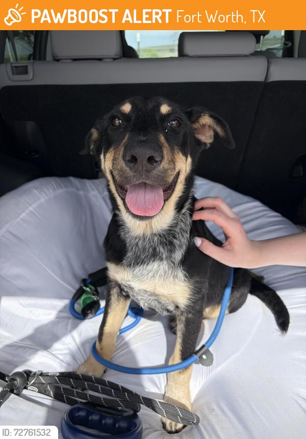 Found/Stray Male Dog last seen Foster Park, Fort Worth, TX 76109